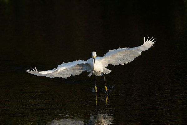 Snowy egret hunting-Green Cay Wetlands-Florida